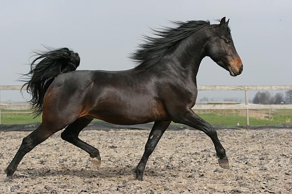 Morgan Horse